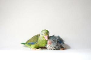 forpus baby fågel nyfödd grön och blå pied färg syskon husdjur stående på vit bakgrund, det är den minsta papegojan i världen. foto
