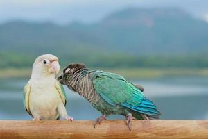 grön kind conure par turkos och turkos kanel och opalin mutationer färg på himmel och berg bakgrund, den lilla papegojan av släktet pyrrhura, har en vass näbb foto