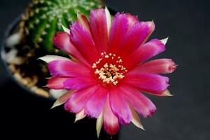 lobivia hybridblomma rosa och röd, den växttyp av kaktus kaktus ståndare den gula färgen är echinopsis som finns i tropiska, närbild foto