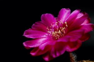 lobivia hybridblomma rosa, det växt typ av kaktus kaktus ståndare den gula färgen är echinopsis finns i tropiska, närbild foto