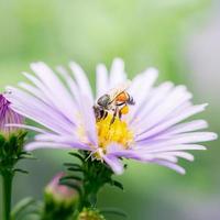 närbild bild av biet samla pollen på lila blomma foto