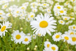 färgglada kamomillblommor, prästkragar på suddig ängsbakgrund på solig dag. foto