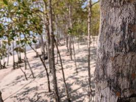 närbild av träd i mangroveskog foto