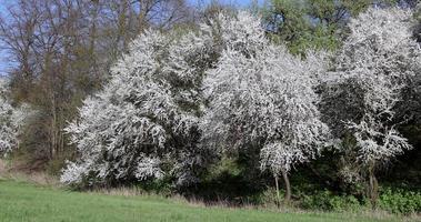 körsbärsgrenar som rör sig i vinden under blomningen med vita blommor foto