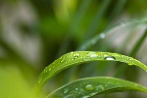 närbild av gräs stam med regndroppar. kopieringsutrymme. grön bakgrund. foto