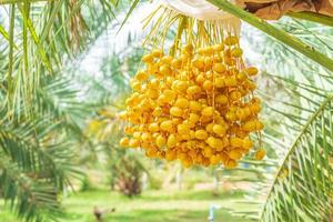närbild barhi dadlar palm gula frukter phoenix dactylifera på klustren i ekologisk fruktträdgård för skörd foto