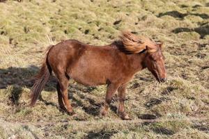isländsk häst på ett gräsfält foto