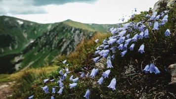 vackra bergslandskap av Karpaterna, gröna berg och shpytsi-klippor foto