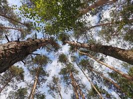 tittar upp genom en skog träd på en blå himmel med vita moln foto