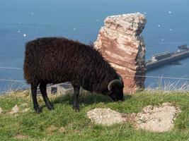 helgoland ön i Nordsjön foto