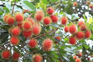 tropisk frukt, rambutan på trädet foto