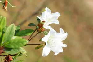 rhododendron persil - vit blommande buske foto