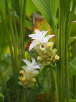 galanga blomma, bukett ingefära blomma, alpinia purpurata namn, enligt toppen av bladskaftet är en bukett löv dekorerad med ett lås av blommor foto