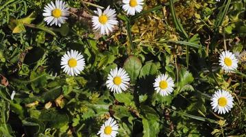 vit trädgårdsprästkrage i en blommig sommarbakgrund. leucanthemum vulgare. blommande kamomill och trädgårdskoncept i en vacker naturscen med blommande prästkragar foto