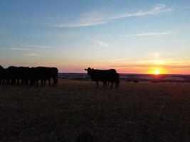 vackra svarta brittiska tjurar och kor på Englands landsbygdsgårdar, drönares bilder vid solnedgången foto