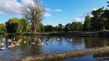 högvinkeldrönares flygbilder av sjövattenfåglar brittiska gäss och måsar rusar för att äta mat i Wardown Park i Luton, England, Storbritannien foto