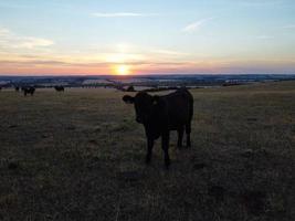 vackra svarta brittiska tjurar och kor på Englands landsbygdsgårdar, drönares bilder vid solnedgången foto