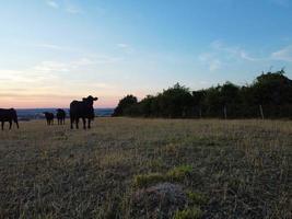 vackra svarta brittiska tjurar och kor på Englands landsbygdsgårdar, drönares bilder vid solnedgången foto