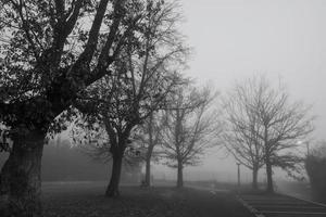 svart och vit scen av bladlösa träd för halloween day bakgrund. träd bredvid vägen i dimman. halloween natt bakgrund. död, ledsen, hopplös och förtvivlan koncept. döda trädgrenar. foto