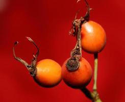 röda vilda frukter närbild bakgrund rosa rubiginosa familj rosaceae hög kvalitet stor storlek botaniskt tryck foto