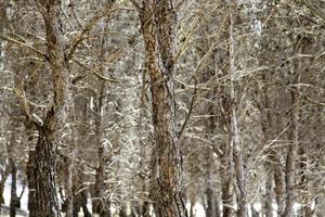 trädstammar i skogen foto