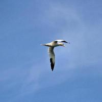 utsikt över en sula vid bempton klippor foto