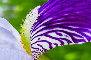 lila blommor iris i trädgården. randig kronblad violett skäggig iris eller barbata. foto