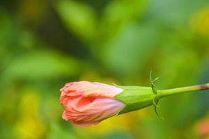 de orange hibiskusblommorna börjar blomma, vacker, vacker, suddig bakgrund. foto