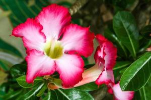 adenium röd blomma som blommar i trädgårdens skönhet natur foto