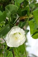 vit klitoria ternatea blomma som blommar i trädgården thai 1 foto