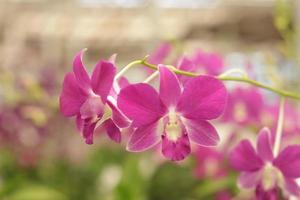 blomma bakgrund från blomsterträdgård varvet foto