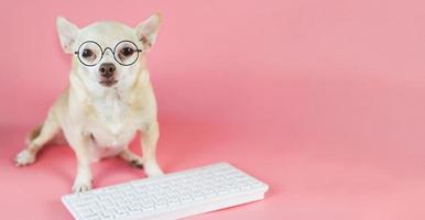 brun chihuahua hund bär glasögon, sitter med datorns tangentbord på rosa bakgrund. hund som arbetar på datorn. foto