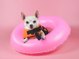 söt brun kort hår chihuahua hund bär orange flytväst eller flytväst sitter i rosa simring, isolerad på rosa bakgrund. foto