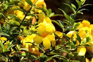 allamanda cathartica blommor. foto