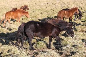 isländska hästar på ett gräsfält foto