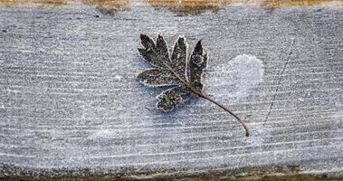 frysta blad täckt med is foto
