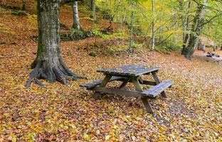 skog i Yedigoller nationalpark, Turkiet foto