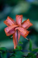 lilium lancifolium blomma makrofotografering på en sommardag. blomma tigerlilja med orange kronblad närbild foto. foto