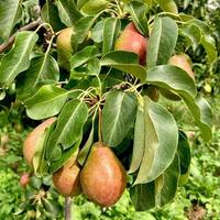 päron närbild av ett päron hängande på ett träd. färska saftiga päron på en päronträdgren. ekologiska päron i naturlig miljö. foto