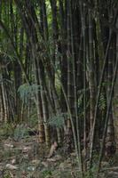 skogen av bambu foto