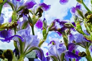 lila blommor iris i trädgården. violett skäggig iris eller barbata. odling av prydnadsväxter. foto