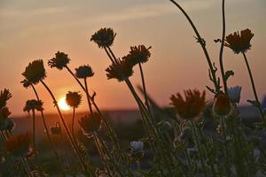 aster blommor på bakgrunden av solnedgången himlen och skivan av solen. blommor böjer sig över den nedgående solen. kvällslandskap. foto