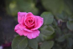 en röd ros som växer i en sommarträdgård. vacker röd rosblomma. foto