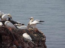 fåglar på ön helgoland foto