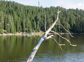 svarta skogen i tyskland foto