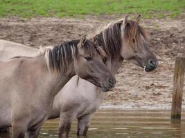 vilda hästar i Westfalen foto