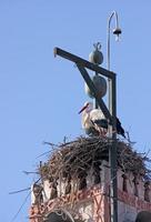 en stork i sitt bo mitt i Marrakech, Marocko foto