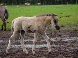 vilda hästar i Westfalen foto