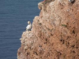 fåglar på ön helgoland foto