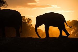 Asien elefant i skogen vid solnedgången foto